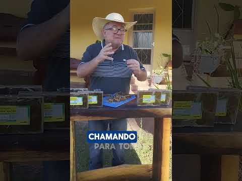 Rapadura Mineira Caiana 600g 🍬 Doce Artesanal da Serra da Canastra