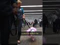 LiLou The Airport Therapy Pig Loves Her Tutu Shorts