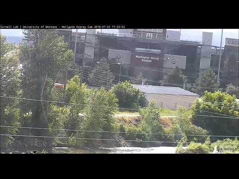 Iris misses the fish    17 22  Video 2018 07 03 193644