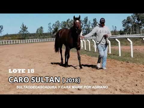 Lote CARO SULTAN