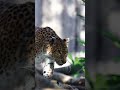 We think you'll struggle to find a more beautiful female North-Chinese leopard than Atara 😍 #shorts