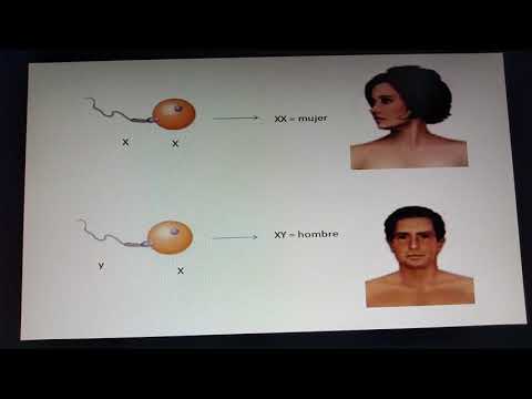 2 sexo genético y hormonal