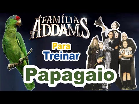 Assobio papagaio - musica família addams para treinar papagaio
