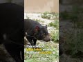Meet Night Safari S Newest Residents The Tasmanian Devils