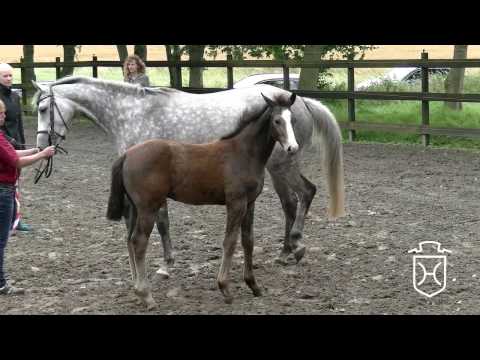 HEI025 Hengstfohlen von Adagio de Talma - Hermes d'Authieux - Landgraf I