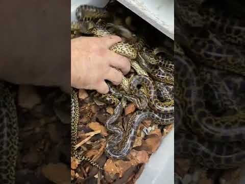 Tiny Snakes With Big Attitudes 🤣 #shorts #animals #reptile #snake #anaconda #funnyanimals