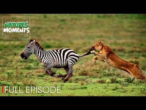 AMAZING NATURE | Run to survive | Nature Animal Documentary