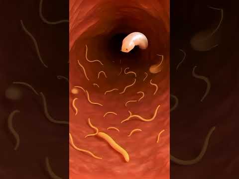 inside the digestive tract  Worm's Life