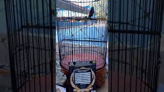 Download lagu konin gacor isian pelatuk bawak mp3