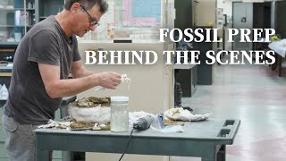 Behind the Scenes in a Dinosaur Fossil Laboratory