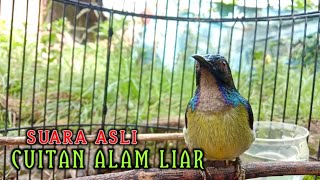 Download lagu kolibri kelapa | manggar | wiceh | korlap cuitan asli alam liar buat burung bahan agar rajin bunyi mp3 Download lagu kolibri kelapa | manggar | wiceh | korlap cuitan asli alam liar buat burung bahan agar rajin bunyi mp3
