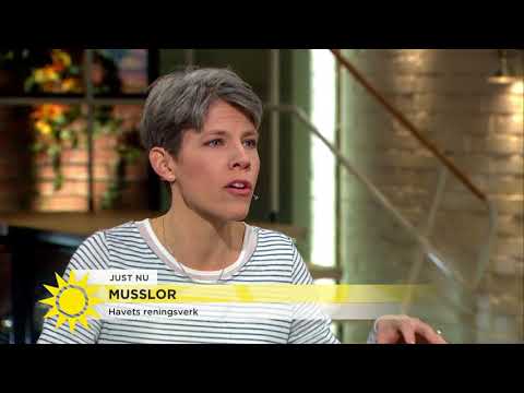 Biologen om hur musslorna påverkar klimatet: "Motsvarar 20 000 kor i metangas per år" - Ny