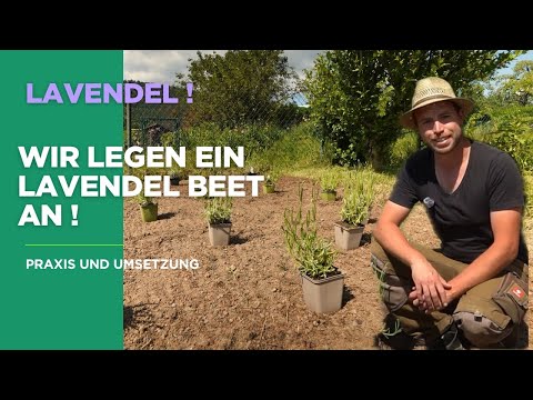 Lavender plants - how to plant a beautiful lavender bed