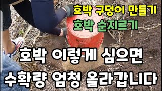맷돌호박 단호박 이렇게 심고  순지르기 하면 수확량 몆배 올라가요! #단호박순지르기 #맷돌호박순지르기 #단호…