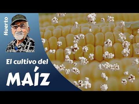 How to grow popcorn step by step. Delicious!