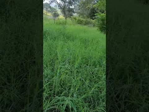 A CORTAR ESTE PASTO 👀👀👀👀🤔