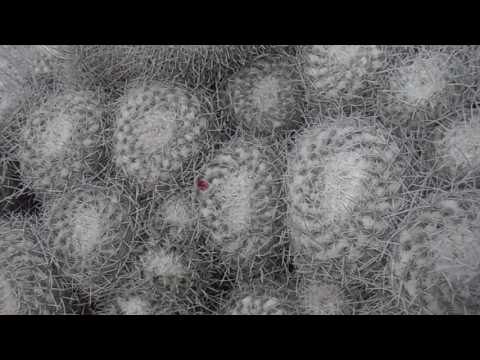 Biznaga blanca chilona: Epithelantha micromeris var. unguispina