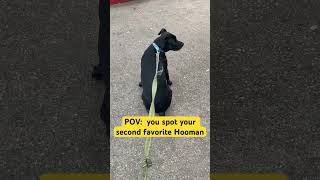 Black Lab mix sees her buddy and can barely contain herself
