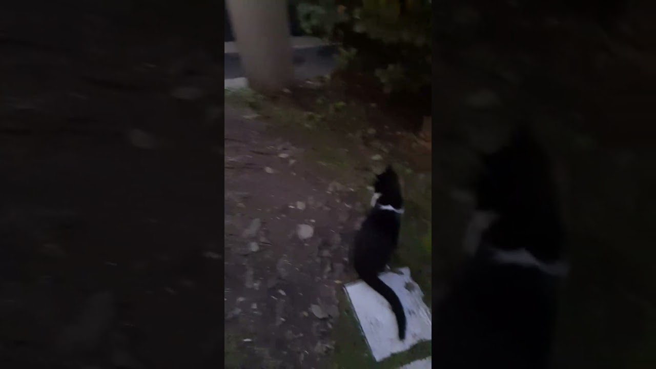 Cuccioli Gatti Pelo Corto maschi femmine in regalo video 2