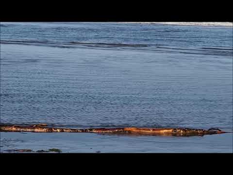 Videoclip de Into The Silence (Ambient Mix) — Robbie Williams