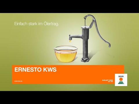 Rapssorten mit Zukunft: ERNESTO KWS – Einfach stark im Ölertrag.