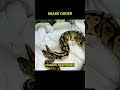 Python Found Slithering Through In N Out Drive Through In California