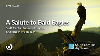 Varsity Tutors' StarCourse - A Salute to Bald Eagles with the South Carolina Aquarium