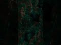 OVRFWD - Brother Jack McDuff - Occupations of Uninhabited Space