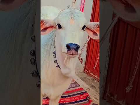 , title : '#So Cute Rambha Rani🥰🥰 #Subscribe likes share and comment☺️🥰 #Cute Cows Video 📷#cows video🥰'