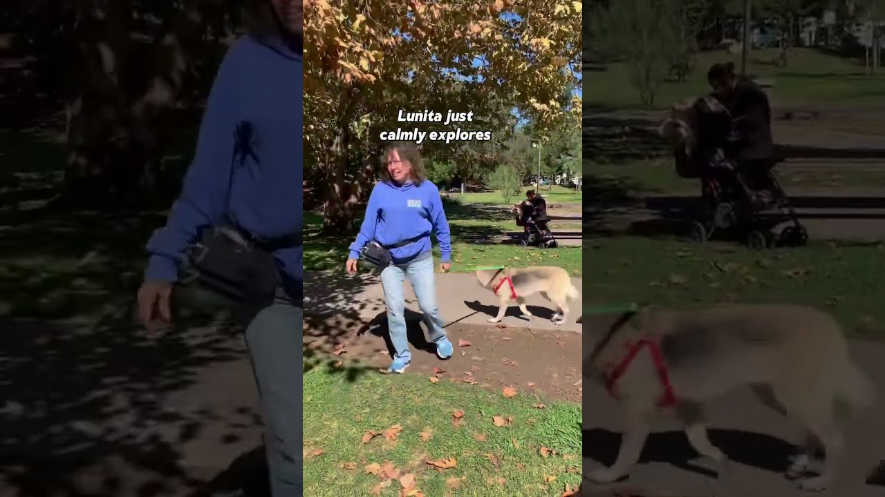 Enlarge Lunita, a Adoptable German Shepherd Dog in Burbank, CA video 6/6