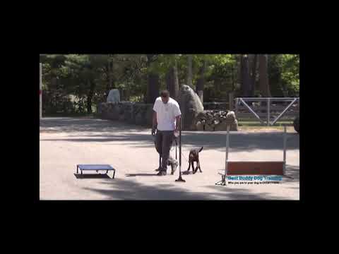 Board and Train Basics: Heel, Hup & Place | Lab Puppy Video