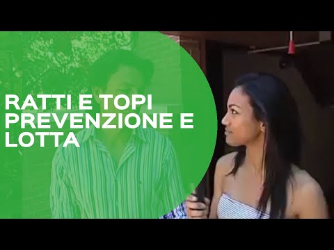 Roditori: prevenire ratti e topi in casa e disinfestare