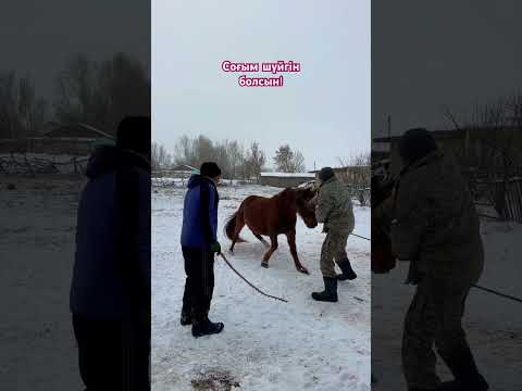 #horse #домбыраастана #rek #toiduman #animals #бауыр #automobile #көктем #film