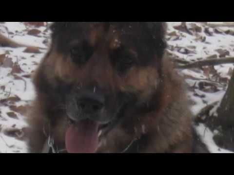 ROMANE GILA ... * NAZIR ...*❤️ My Love, My Dog ❤️* ...