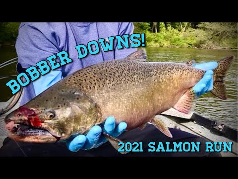 Float Fishing Bobber Downs for King Salmon - Michigan River Fishing!