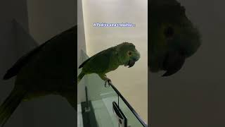 Papagaios falantes da mamãe que amam trabalhar #parrot #papagaio #birds #pets #aves #humor