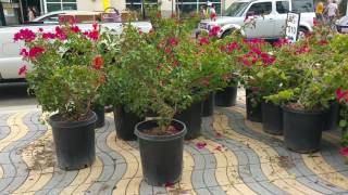 Avoid These Horrible Mistakes in Planting Bougainvillea