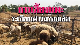 การเลี้ยงแพะประหยัดต้นทุน 60ตัว ที่ระเบียบฟาร์มแพะ อาหารแพะกินอะไร ขายแพะยังไงรายได้ดีไหม