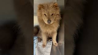 Video preview image #1 Chow Chow-Unknown Mix Puppy For Sale in Grafton, WI, USA