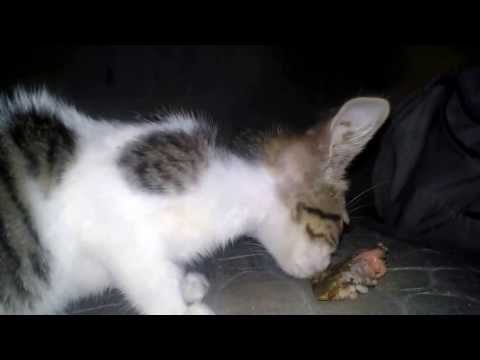 Historias de vida de gente aburrida con gatos psicopatas