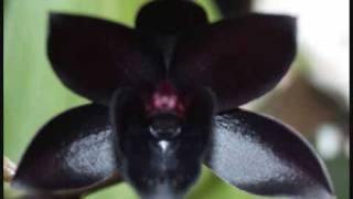Blue October-Black Orchid