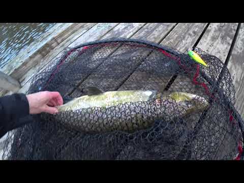 KYMIJOKI KORKEAKOSKI - LOHEN VÄSYTYS ILMASTA KUVATTUNA ( Meinas mennä drone uimaan )