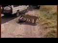 Brave Wildebeest Fight Lions But Collide On Safari Jeep