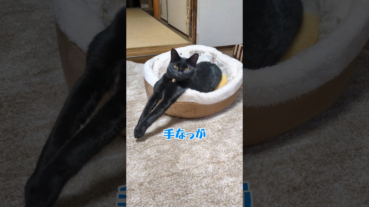 猫の手って、こんな長かったっけ #ネコ #野良猫 #子ネコ #保護猫 #黒猫