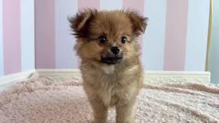 ハーフ犬の動画01