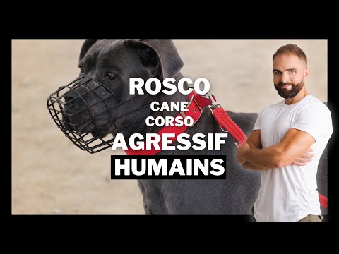 Cane Corso Aggressive Human: Misunderstood Dog EP 6