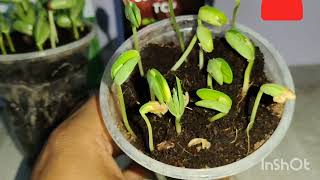 mankind agritech seedkind TCP soybean seed treatment product#farming #agriculture #farmer #farm 