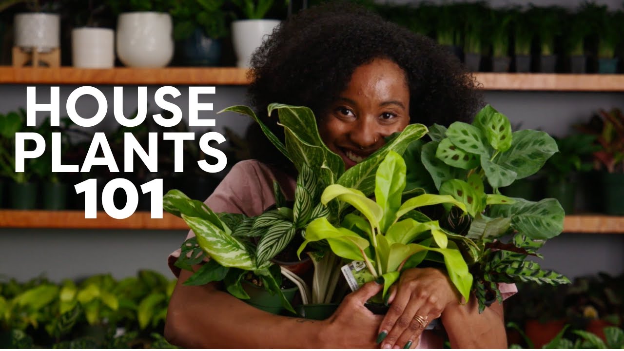 More Plants, Please - Houseplants for Beginners