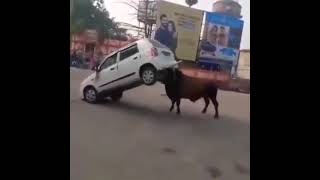 Bull Vs Marathi 800 😈😈😈