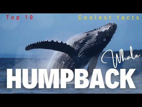 Humpback Whales! | Top 10 Coolest Facts about whales- Learning video for kids| Sea animals| Whales